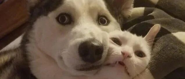 给小猫的玩具被大狗半路劫走了，刚想生气可下一秒......这就是天使吧？