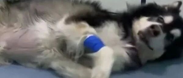 阿拉斯加去世前用力和主人拜别...画面看哭网友：它们什么都懂。