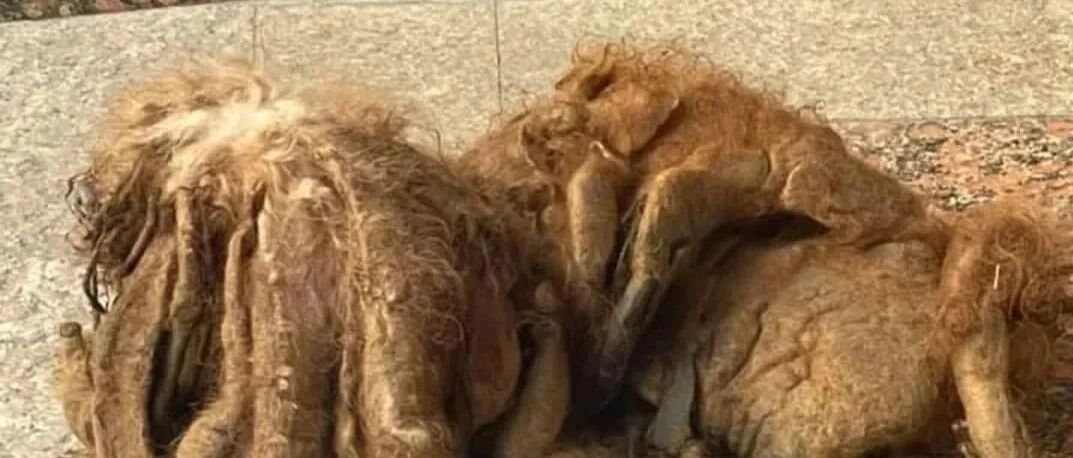 “快过年了，这狗太脏了，赶紧扔出去！”