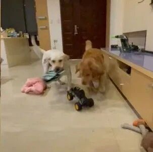给家里两个狗子买了个玩具车，结果新车落地三秒就惨遭“分尸”...