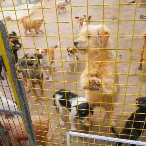 疫情之下，数千只流浪狗饥荒中急需救助，一起救救它们吧！