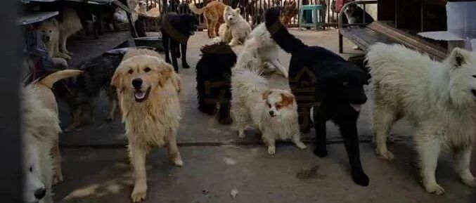 卖了房子和结婚首饰，这个女人扛起这座城市的流浪动物...