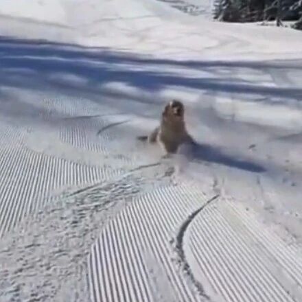 铲屎官去学滑雪惨遭大金毛打脸：这玩意还用学？