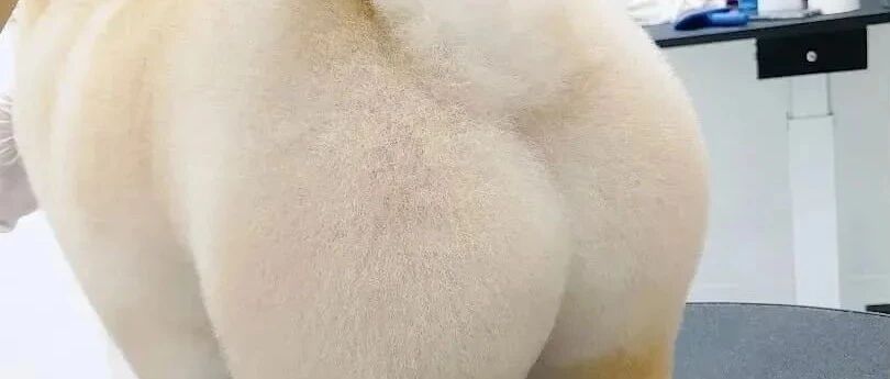 大过年的，谁家狗狗不修下屁股呢？（汪屁爱好者请进！）