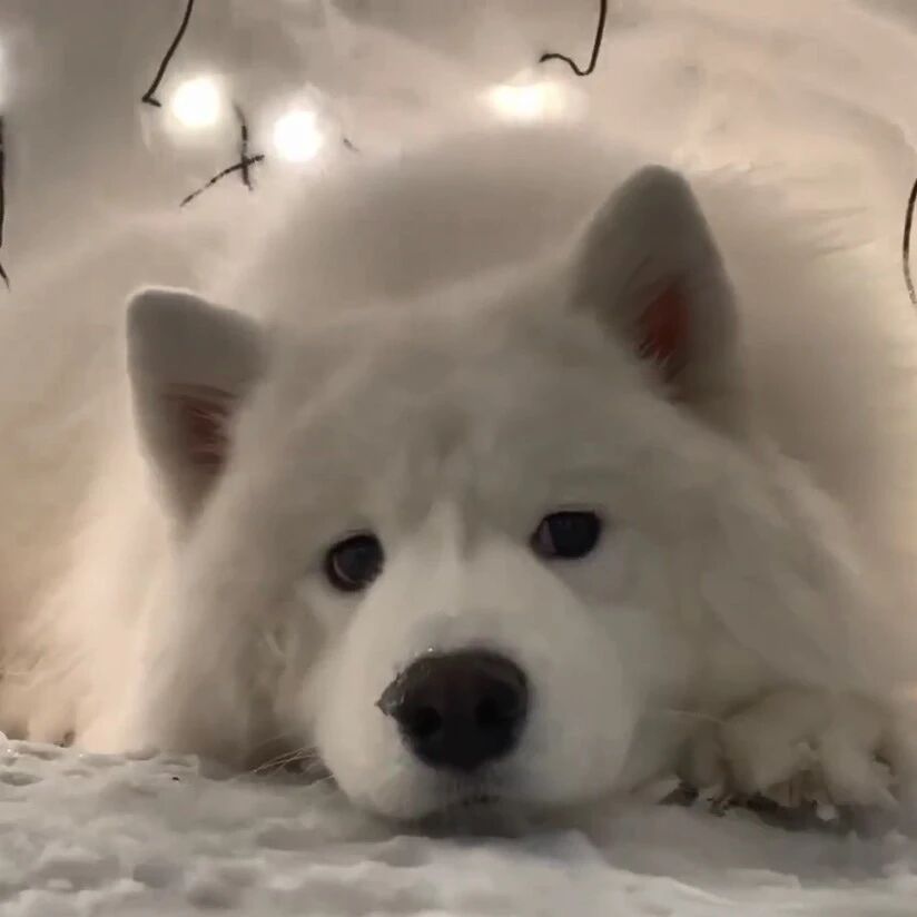 在家门口为萨摩做了个雪洞...这货住进去的样子超唯美！