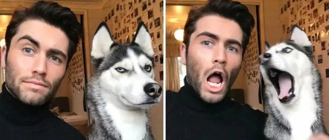 狗狗真的越长越像主人？小哥街头随机找主人和狗拍照，结果惊了...