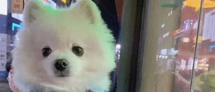 请问你也是“因狗致贫”的铲屎官吗？