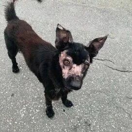 遇到了一只秃毛流浪狗，治疗五个月后，才发现它原来那么美！