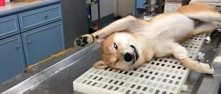 “给一条狗做了绝育后，它每天都来医院骂我...”