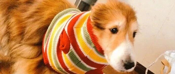 给狗子买东西，请一定看清楚尺寸，否则...哈哈哈哈哈哈哈！