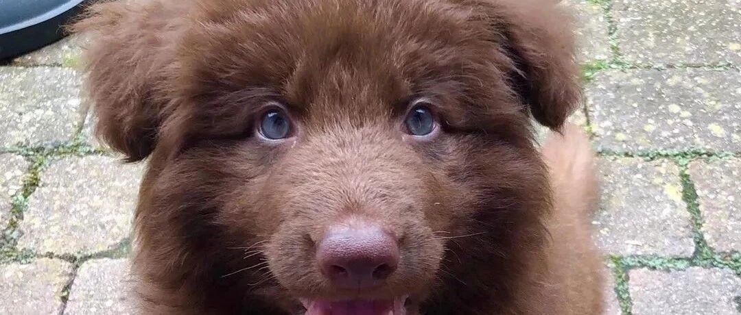 罕见的“巧克力色”德牧曝光...可网友：这不就是个熊宝宝？