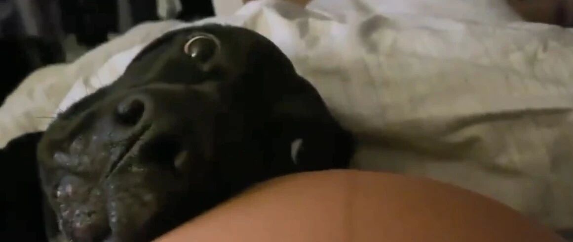 铲屎官想测试狗子是否知道自己怀孕了，而狗子的举动超暖心！