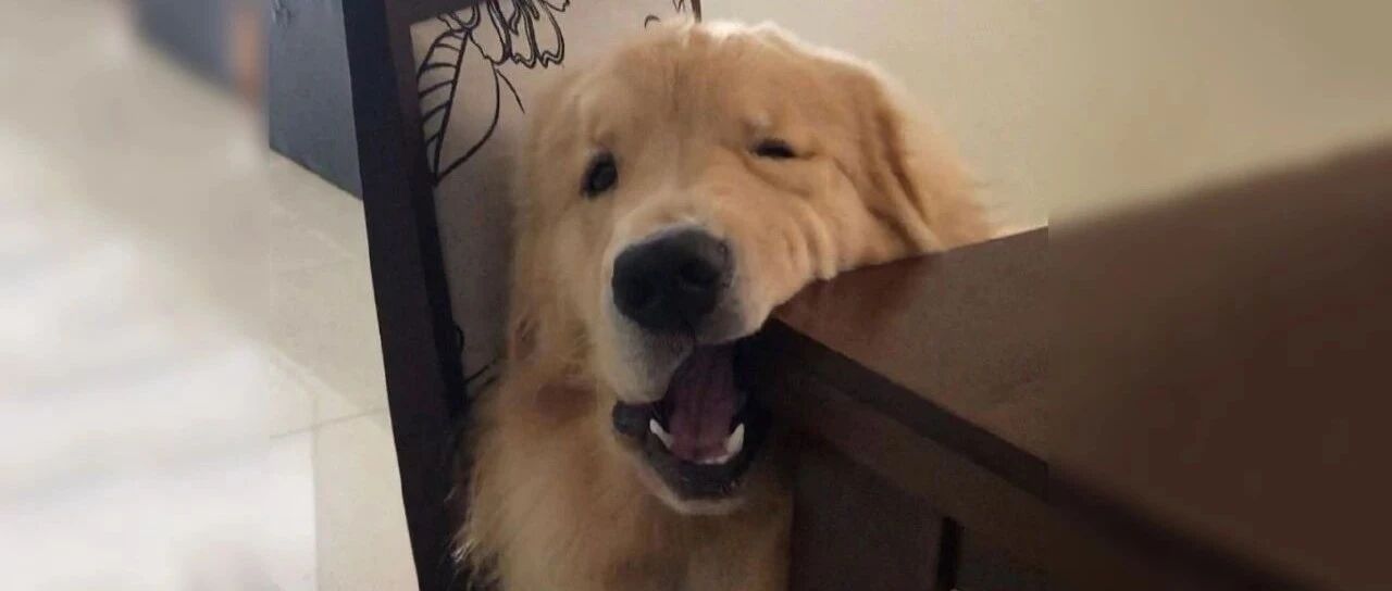 “救命，我被我家狗打进了医院...”哈哈哈哈感觉这是养了个逆子！