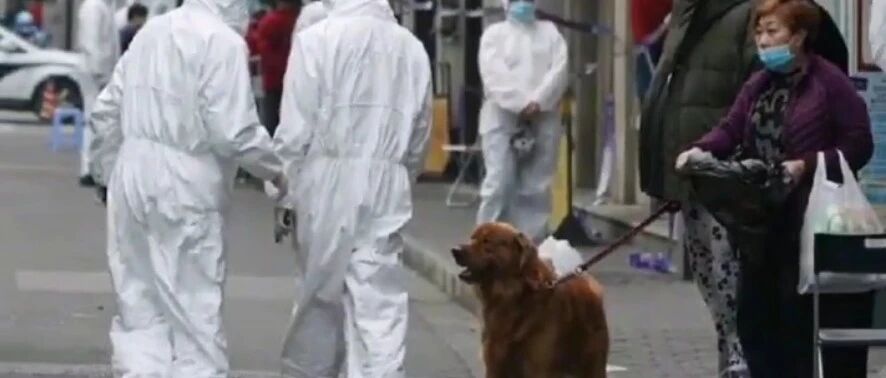 主人被隔离，狗狗怎么办？上海的这个细节太温暖了！