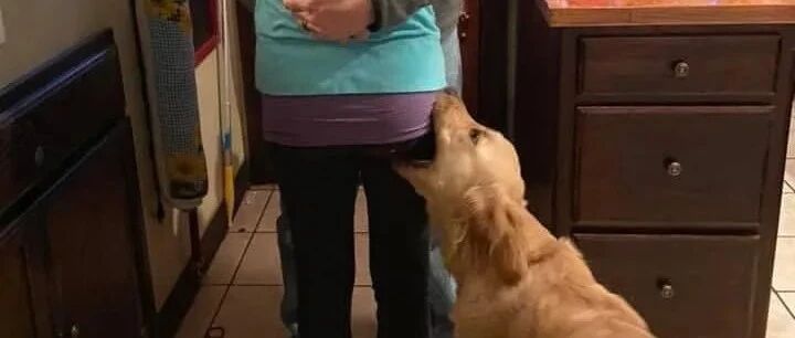 “救命！我家狗狗也太缺德了吧！”哈哈哈哈哈哈哈