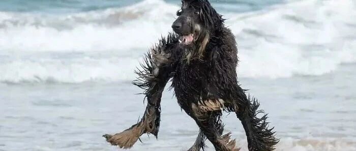 “救命！大家帮忙看下，我家狗这是有什么毛病？”