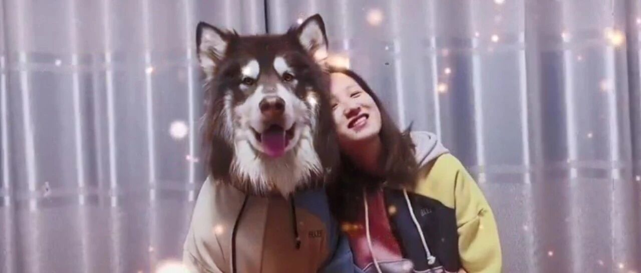 最近爆红的阿拉斯加，让百万网友疯狂心动：这就是我梦中情狗!