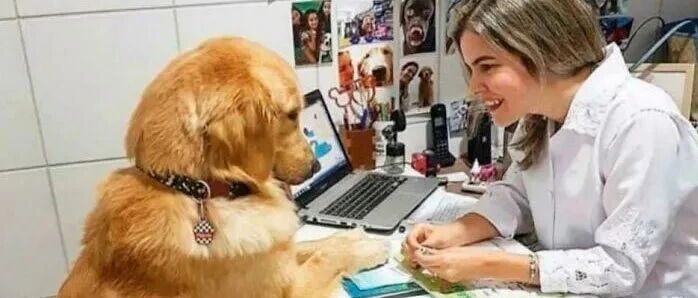 兽医给铲屎官的建议，看到第一条就哭了...