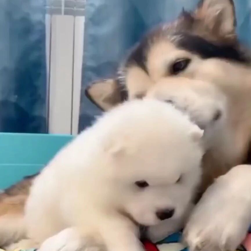 当阿拉斯加遇到萨摩耶宝宝...这画面甜度超标啊！