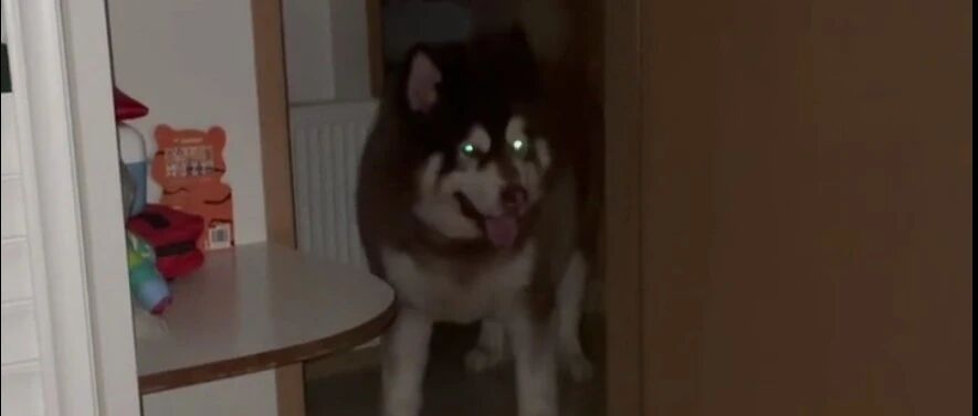 半夜被阿拉斯加吵醒，就凶了它，第二天才明白它原来是想救自己...