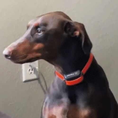 问狗子谁干了坏事，这货开始疯狂暗示，演技绝了！