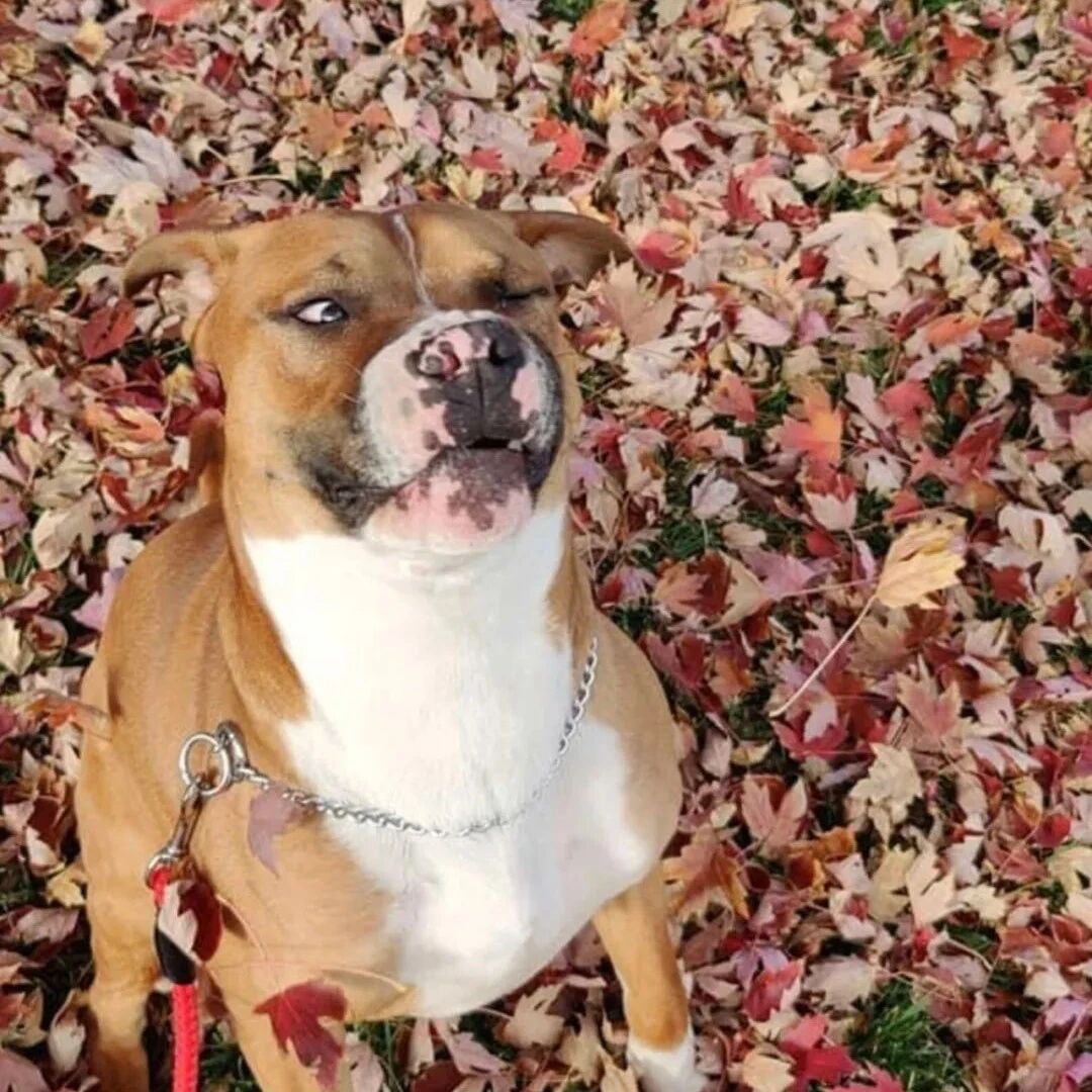 本想给狗子拍美美的秋景照，可看到实照，网友笑翻！