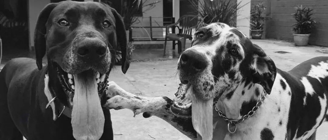 狗狗去见它最好朋友的最后一面，而它的这个举动出乎了大家的意料...