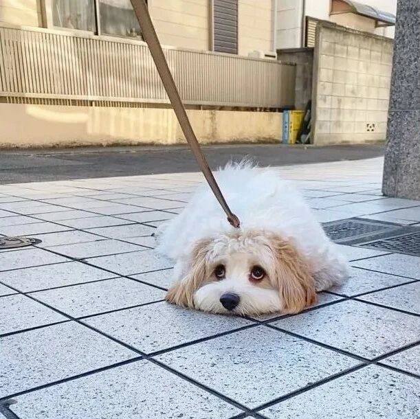 狗子散步完不肯回家，可网友却被萌哭了：我们愿意帮忙...