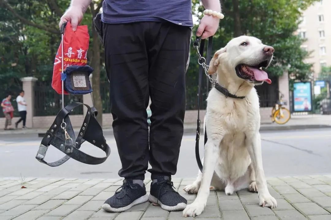 小奶狗為了選上導盲犬有多努力：剛斷奶就要接受8項測試... 寵物 第16張