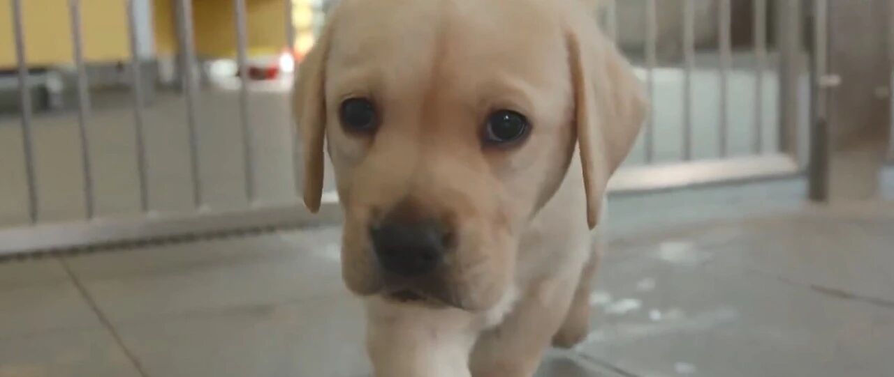 小奶狗为了选上导盲犬有多努力：刚断奶就要接受8项测试...