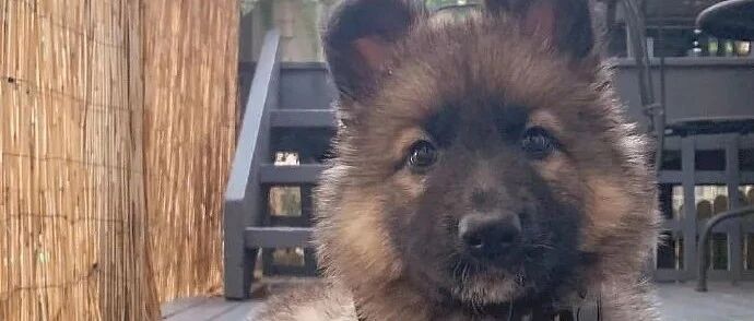 这大概是德牧的唯一缺点...​无数铲屎官含泪赞同！