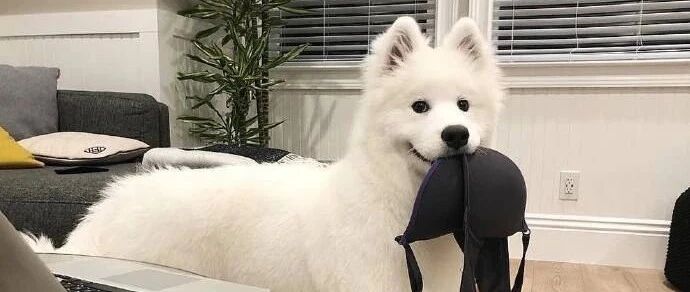 养了一只超级聪明的狗子，铲屎官得有多卑微？