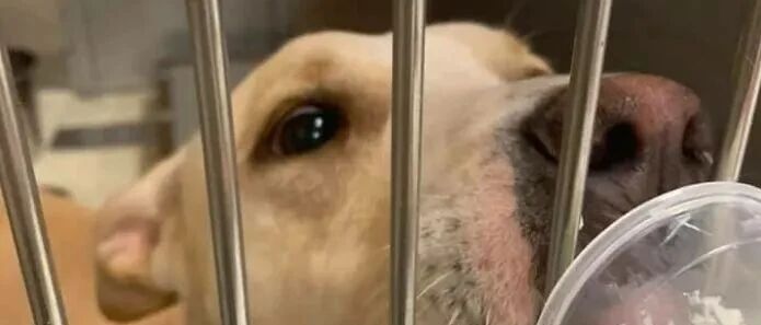 善良小姐姐邀请整个收容所的狗狗喝星巴克：这是它们应得的！