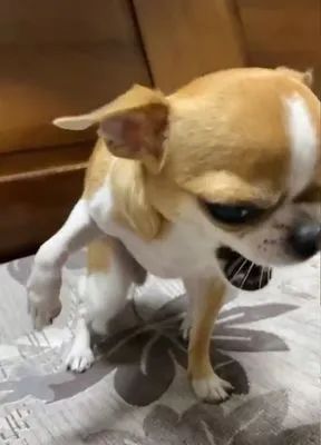 吉娃娃突然举着爪爪表情痛苦,而它受伤真相让主人都笑喷!-微信头条网 吉娃娃突然举着爪爪表情痛苦,而它受伤真相让主人都笑喷!