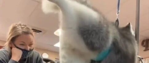 给狗狗剪jio毛，竟意外触发了一个奇怪的开关...哈哈哈哈哈哈