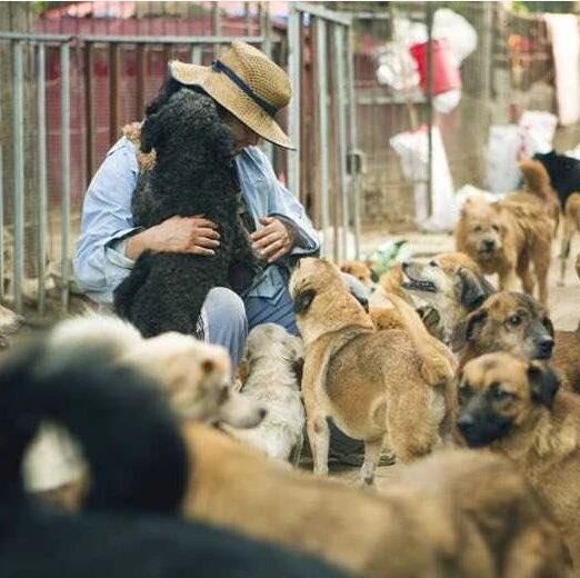 紧急，被困的600多只流浪狗急需救助~