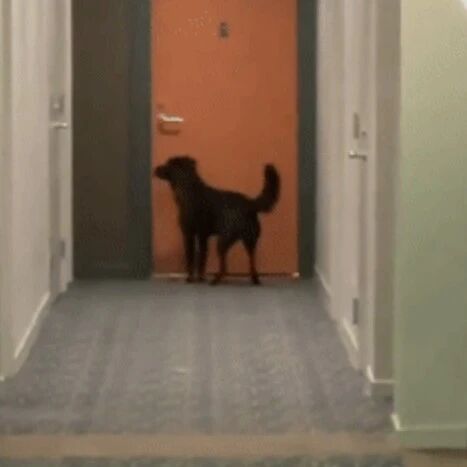 狗狗每天都要敲对面邻居的门...这是什么神仙友谊啊！