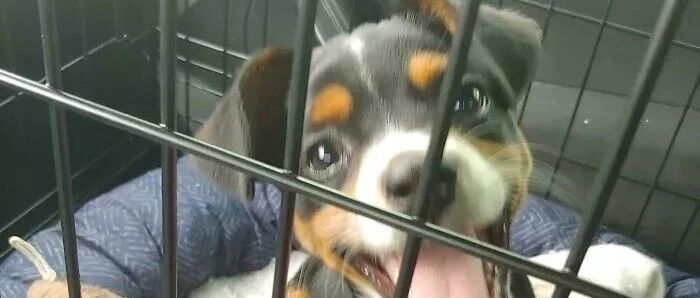 当小狗狗得知自己被领养...这个反应也太可爱了吧！