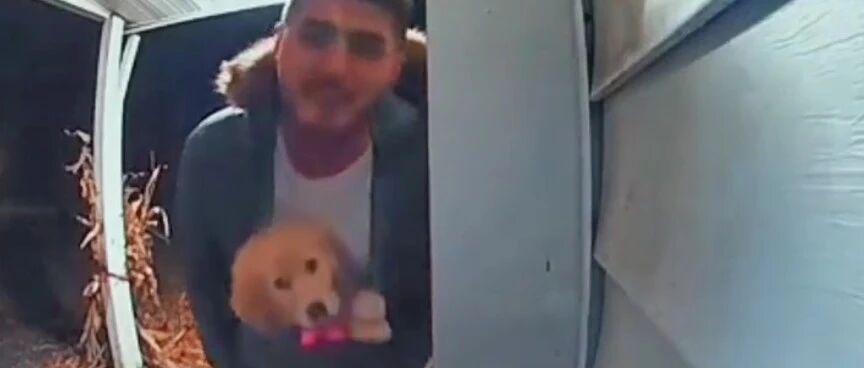 小金毛被人理直气壮的偷走，“偷狗”理由也是很搞笑了...