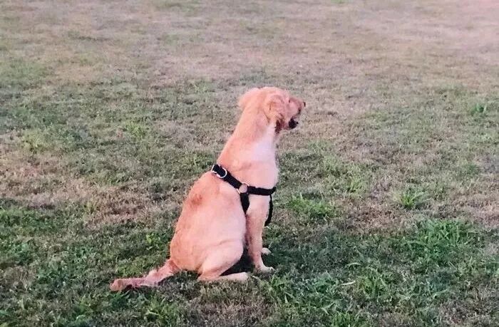 这只看着就让人想笑的金毛宝宝，其实是一个大英雄！-第5张图片-Celia的博客