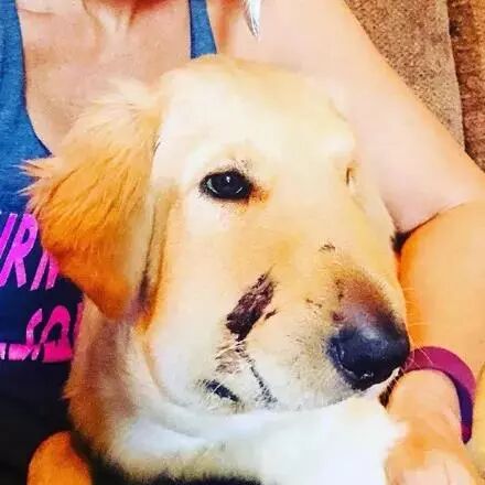 这只看着就让人想笑的金毛宝宝，其实是一个大英雄！-第3张图片-Celia的博客