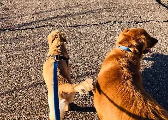 这只看着就让人想笑的金毛宝宝，其实是一个大英雄！-第1张图片-Celia的博客