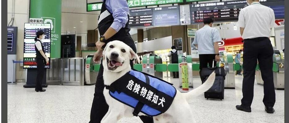 警犬搜寻失踪者时自己走失了，然后被警犬搜寻...哈哈哈哈禁止套娃！