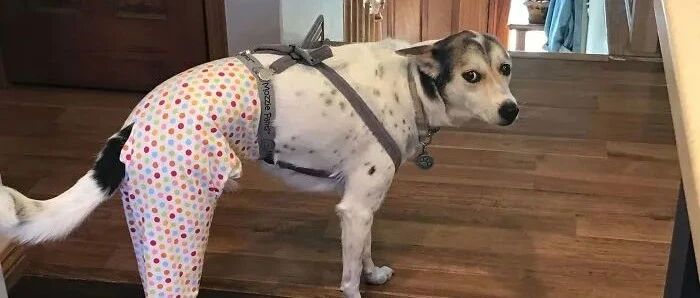 “求助，我家狗子跟姐姐新交的男友重名了怎么办！”