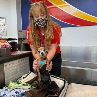 登机前被告知行李超重，打开一看，爱犬居然藏在了里面！