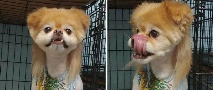 当杀马特之风，传到狗狗的世界..