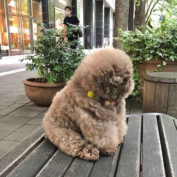 別人都在養狗，你為什麼可以養球？ 寵物 第10張