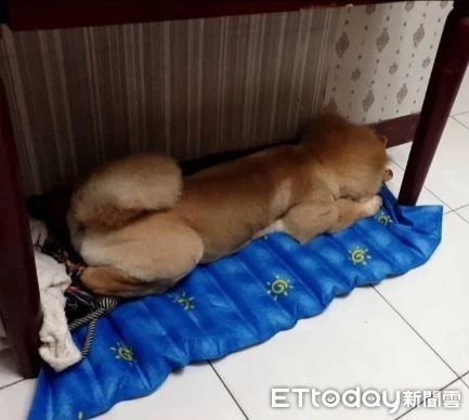 跟妈妈说好一顿只喂130克，结果狗子还是胖成了