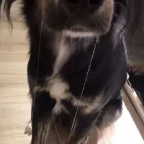 吃货狗子的口水有多夸张...网友：这是水龙头没关?