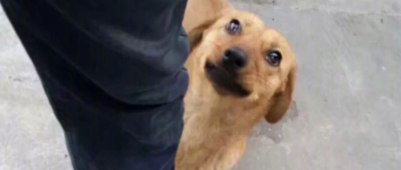 这只上了热搜的小黄狗，让无数网友破防了...